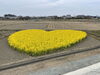 「ハート形❤️の菜の花畑」