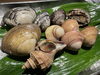 とれたて新鮮な貝「貝類🐚✨」