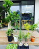 「観葉植物入荷しました」