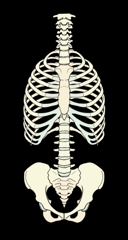 胸郭「肋骨の柔軟性も大事」