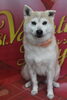 柴犬のみかんちゃんのトリミング「トイプードルのトリミング、柴犬のみかんちゃん、トイプードルウィン、月美＆福丸。千葉県鎌ケ谷市・船橋市のブリーダー兼トリミングサロン」