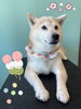 「Dog salon mofu mofu 余市町」
