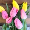 「【はなやホック皆生店】チューリップ、スイートピー人気です。」