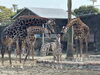 動物園オリジナルT シャツ第2弾 | 宮崎市フェニックス自然動物園の