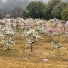 佐奈川桜づつみ公園のしだれ梅🌸