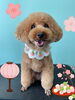 「Dog salon mofu mofu 余市町」