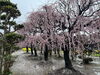 「松阪市　田口梅林園🌸」