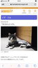 「苫小牧女子カメラマンのお猫様」