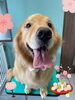 「Dog salon mofu mofu 余市町」