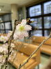 「今週のお花」