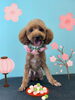 「Dog salon mofu mofu 余市町」