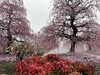 霧のスポット「鈴鹿の森庭園🌸」