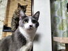「猫の日🐱　　買取のべおか　高価買取」