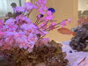 ケラマハナダイと桜「春の水槽/静岡/熱帯魚/水槽レンタル/島田市/ペットショップ/内装プロデュース」