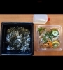 「一魚一会　お弁当配達致します♪」