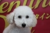 トイプードル子犬ホワイト(白)男の子、生後5ヶ月千葉県鎌ヶ谷市船橋市 