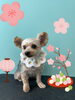 「Dog salon mofu mofu 余市町」