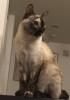 まるで妖精?! フワッとお出まし〜 あずきちゃん「猫神様 降臨……!? 〜❈ 猫ちゃんのお留守番をサポート!❈〜」