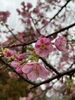 「〜桜のパワー🌸を頂に行って来ました〜」