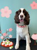「Dog salon mofu mofu 余市町」