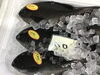 「魚魚市場鮮魚コーナーおすすめは「クロ」です♪」