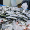魚卸業者が教える！　美味しい魚の選び方👀