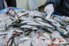 「魚卸業者が教える！　美味しい魚の選び方👀」