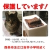 「迷い猫を保護しています【西条市玉之江吉井小学校近く】」
