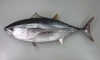 クロマグロ「魚の雑学 マグロの雑学(1) マグロの種類 by ショッパー桜川」