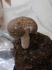 「復活の自家製しいたけ(^o^)」