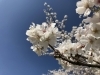 「豊明・東郷・日進・長久手の桜の名所といえば・・・」