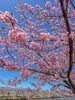 笠松河津桜ロード「笠松河津桜ロード　開花状況🌸」