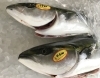 「魚魚市場鮮魚コーナーおすすめは「ヒラアジ」です♪」