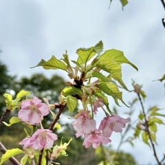 ひみつきちも桜が咲いてきました🌸