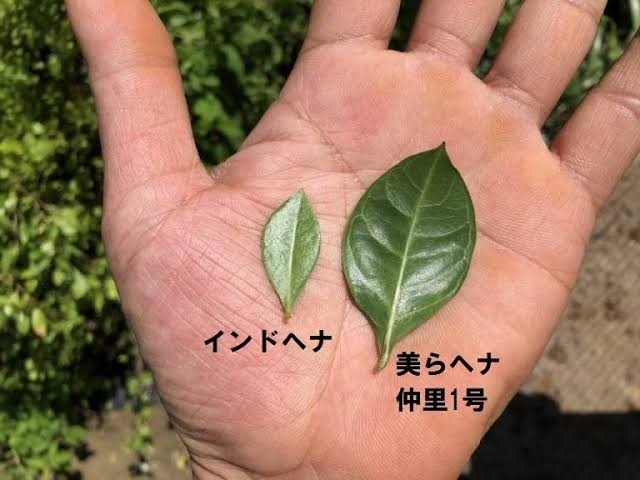 自然豊かな沖縄で栽培されているので成長が違います「愛媛県内でインド産ヘナを経験済みの方ほど、その効果が分かる国産生まれの美らヘナ®︎」