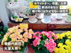 「イベント時にはお花を贈りませんか。南魚沼市のフローリストたかのさんは季節の花やグリーンが豊富です！」