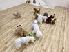 みんなでノーズワーク中😋　ボールのＧro😆「ましゅまろ幼稚園🐾パート２」