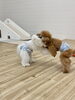 おっ。じろう山相手の腰に手を掛けようとしていますっ「わんこ相撲🐶」