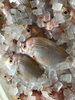「魚魚市場鮮魚コーナーおすすめは「真サバ」です♪」