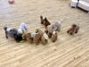 ノーズワーク中😋「ましゅまろ幼稚園🐾パート２」