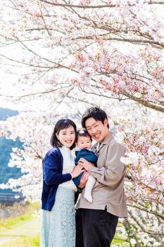 桜、家族写真「ソメイヨシノ撮影会【静岡市/富士市】」