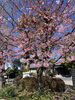 河桜　咲いていました。「今日も、群馬-前橋で探偵です。浮気調査です。創業平成7年,調査の青葉グループ　群馬-高崎・前橋　茨城-つくば・土浦　探偵歴15年、女性探偵が代表の be-スマイル女性探偵社』」