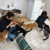 猫とふれあい、猫と遊んでお心癒していただけます。【入間市/猫カフェ/保護猫/譲渡/ペット保険/おむすび通貨/猫/子猫里親募集中/ラグドール/ノルウェージャン/マンチカン/おやつタイム/アメショー/スコティッシュ/三毛猫/黒猫】