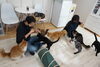 おやつタイムは大騒ぎな猫らです。「猫とふれあい、猫と遊んでお心癒していただけます。【入間市/猫カフェ/保護猫/譲渡/ペット保険/おむすび通貨/猫/子猫里親募集中/ラグドール/ノルウェージャン/マンチカン/おやつタイム/アメショー/スコティッシュ/三毛猫/黒猫】」