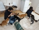 猫とふれあい、猫と遊んでお心癒していただけます。【入間市/猫カフェ/保護猫/譲渡/ペット保険/おむすび通貨/猫/子猫里親募集中/ラグドール/ノルウェージャン/マンチカン/おやつタイム/アメショー/スコティッシュ/三毛猫/黒猫】