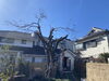 カキ強剪定作業後「庭木の剪定・伐採・草刈（相模原）施工事例」