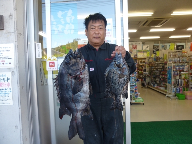 鵜戸地磯にて石鯛５９センチ／３．４１キロ「先週までの釣り情報です！【宮崎市】【日南市】【釣り】【釣り情報】」