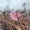 「椿寒桜のご紹介です」