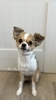 「今日のトリミングのわんちゃんたち」