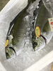 「魚魚入れ鮮魚コーナーおすすめは「シマアジ」です♪」